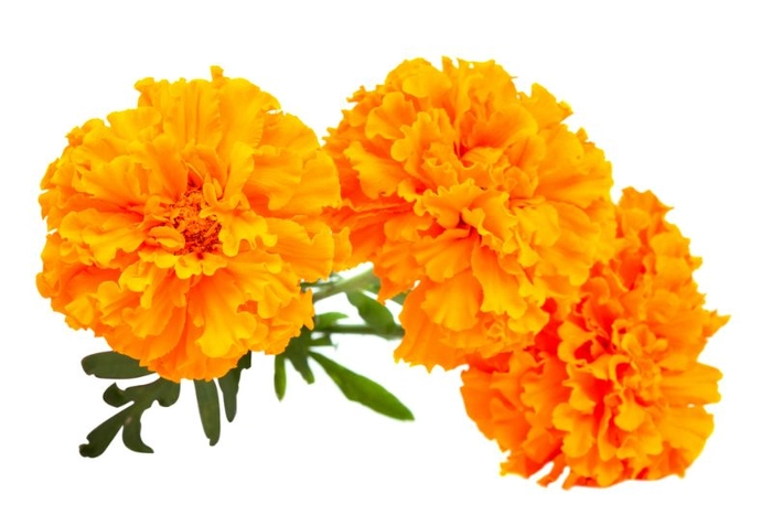 Genda Flawer